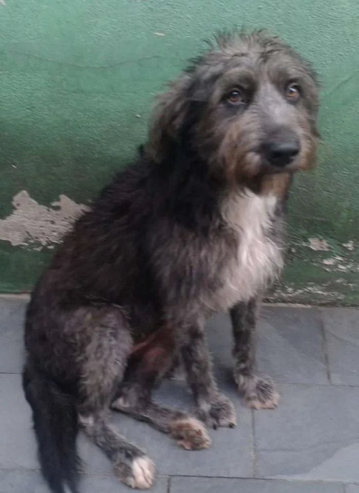 Cachorro ra a SRD idade 1 ano nome Domenique