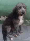 Domenique