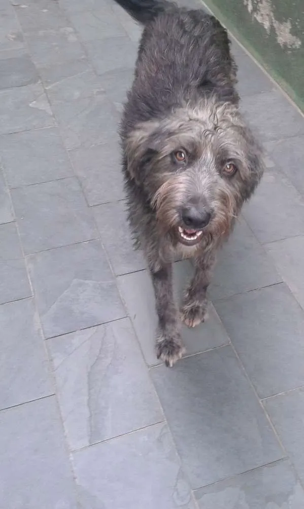 Cachorro ra a SRD idade 1 ano nome Domenique