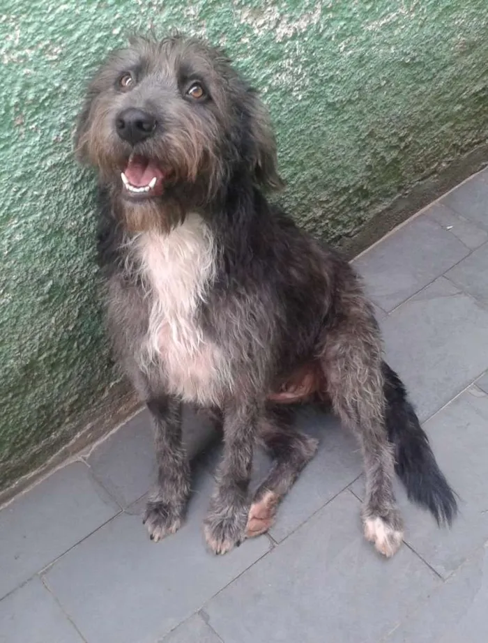 Cachorro ra a SRD idade 1 ano nome Domenique