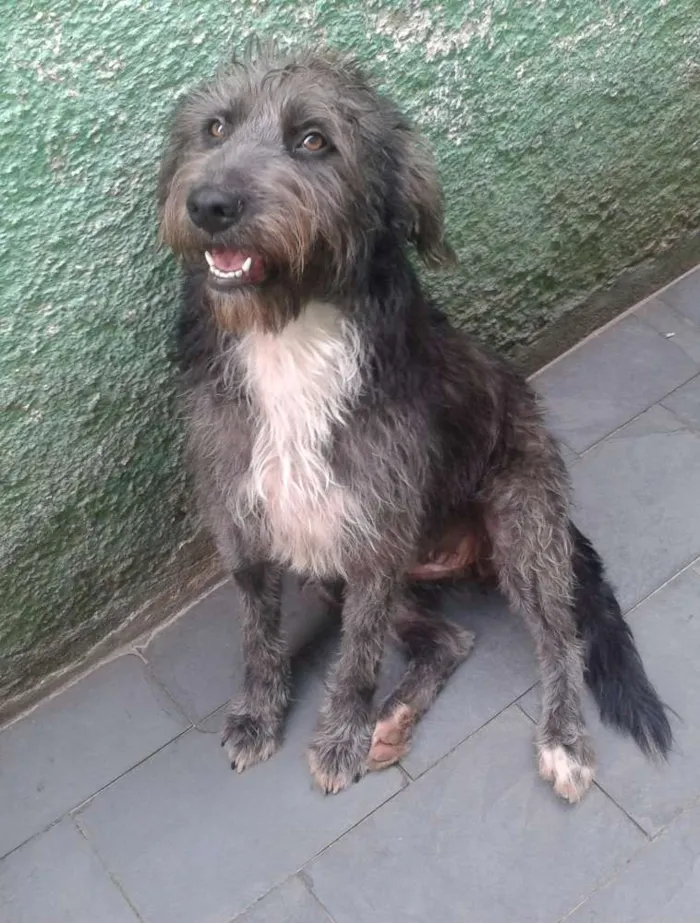 Cachorro ra a SRD idade 1 ano nome Domenique