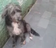 Domenique