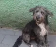 Domenique