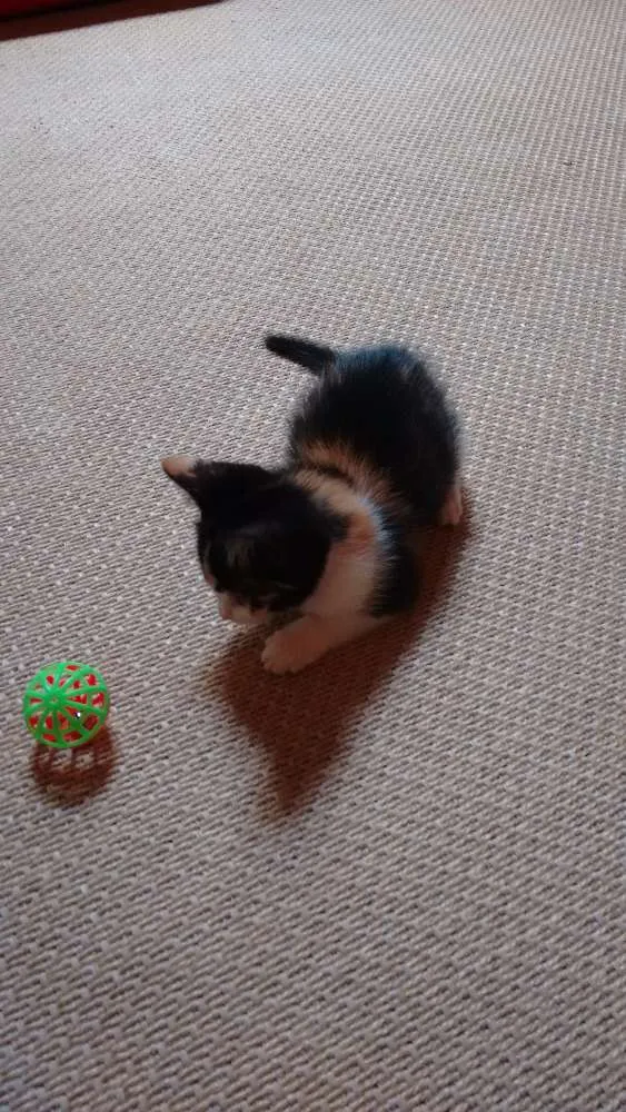 Gato ra a SRD idade Abaixo de 2 meses nome Cherry