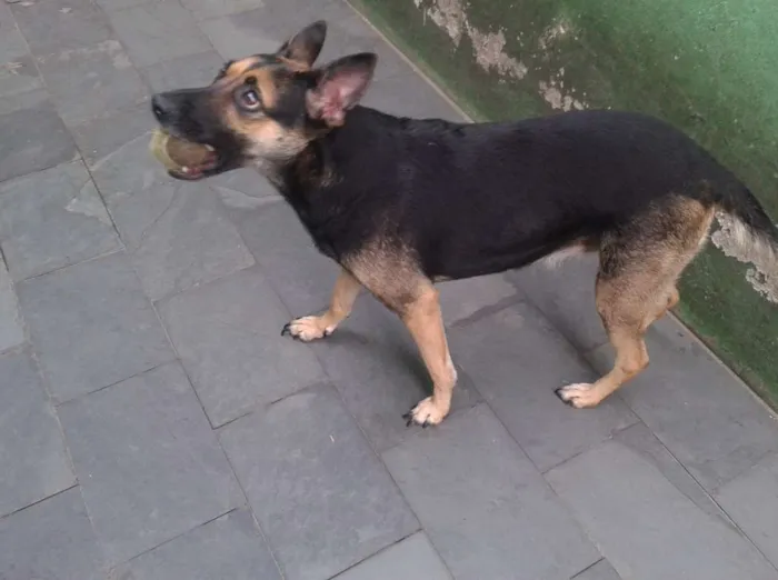 Cachorro ra a SRD idade 1 ano nome Princesa