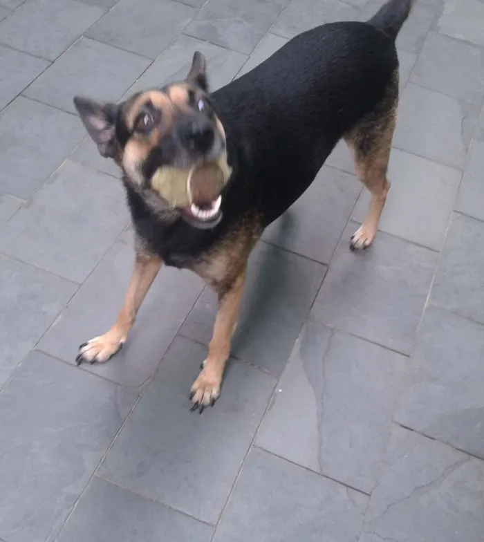 Cachorro ra a SRD idade 1 ano nome Princesa