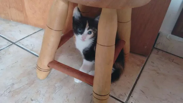 Gato ra a SRD idade Abaixo de 2 meses nome Cherry