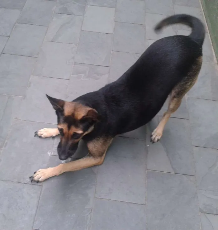 Cachorro ra a SRD idade 1 ano nome Princesa