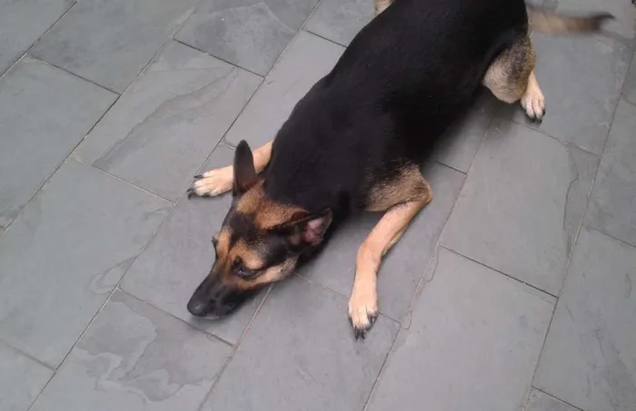 Cachorro ra a SRD idade 1 ano nome Princesa