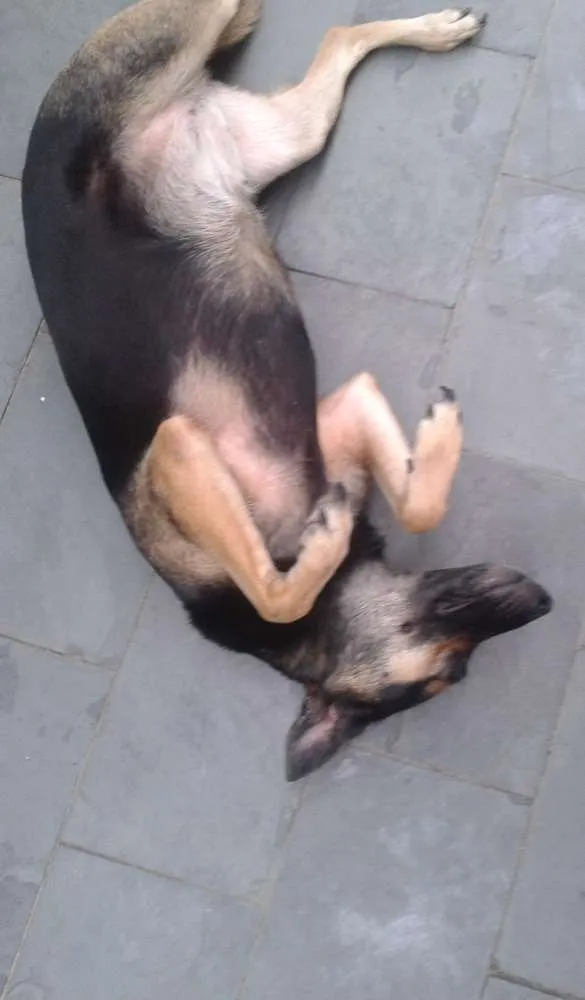 Cachorro ra a SRD idade 1 ano nome Princesa