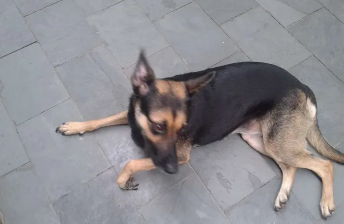 Cachorro ra a SRD idade 1 ano nome Princesa