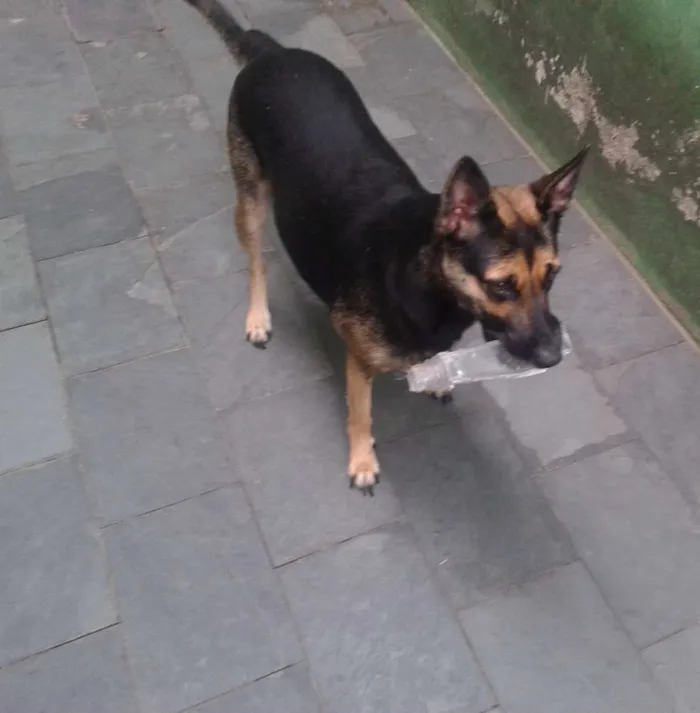 Cachorro ra a SRD idade 1 ano nome Princesa