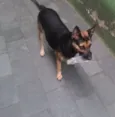 Princesa