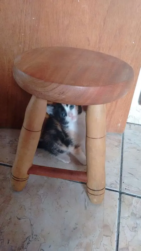 Gato ra a SRD idade Abaixo de 2 meses nome Cherry