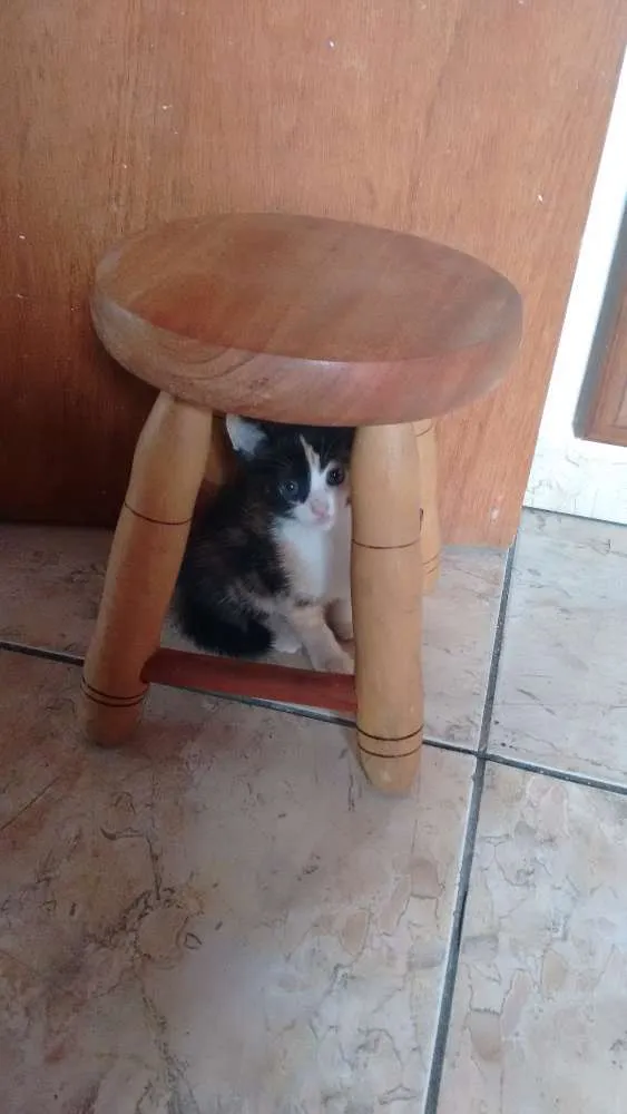 Gato ra a SRD idade Abaixo de 2 meses nome Cherry