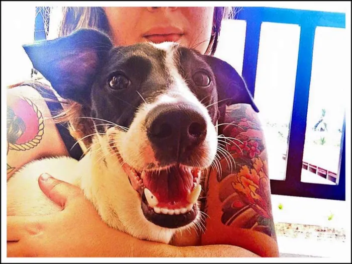Cachorro ra a Fox com Pinscher idade 2 anos nome Chong