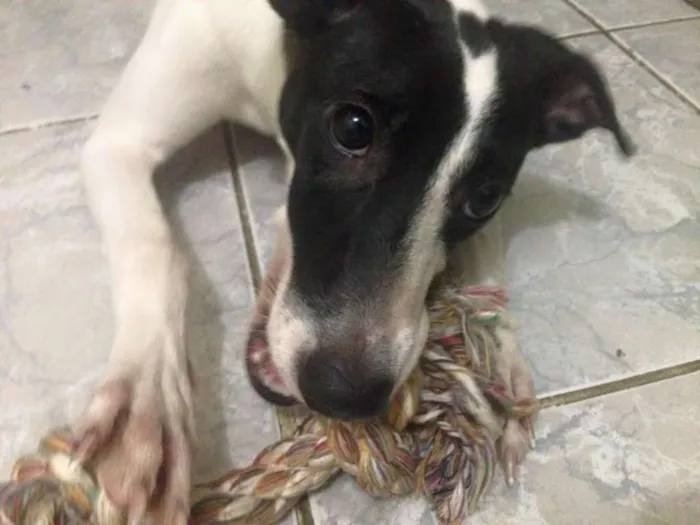 Cachorro ra a Fox com Pinscher idade 2 anos nome Chong