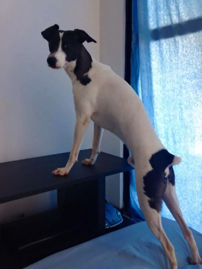 Cachorro ra a Fox com Pinscher idade 2 anos nome Chong