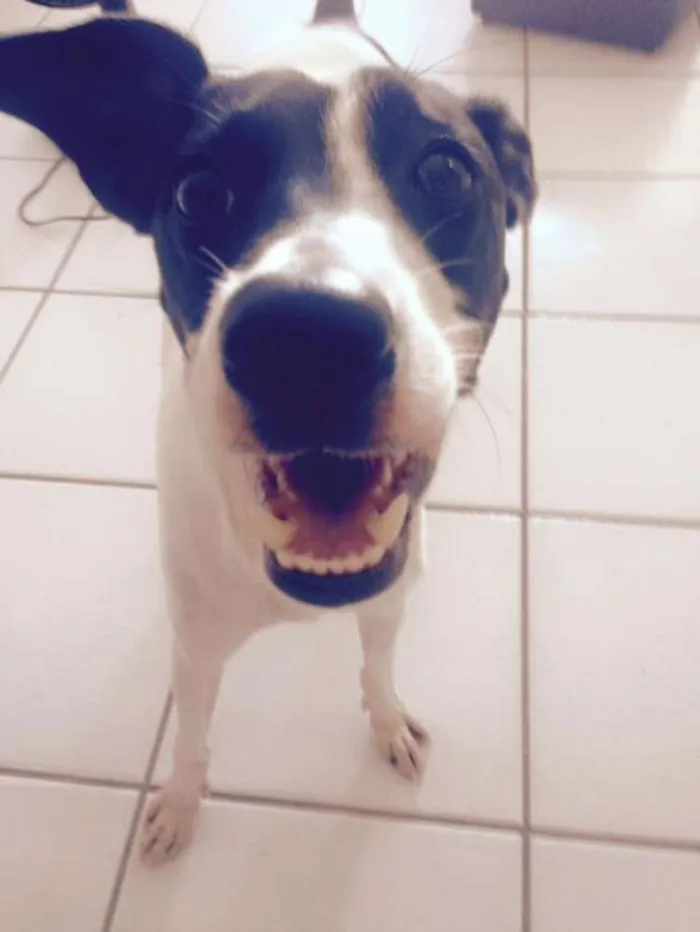 Cachorro ra a Fox com Pinscher idade 2 anos nome Chong