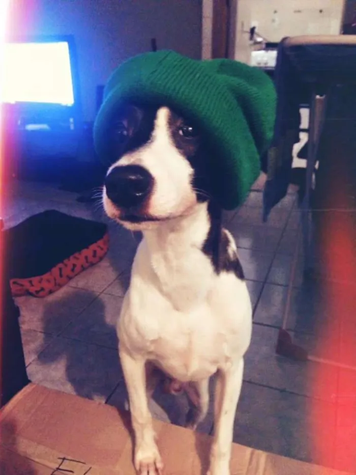 Cachorro ra a Fox com Pinscher idade 2 anos nome Chong