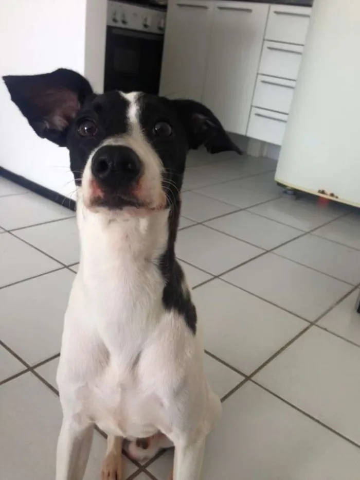 Cachorro ra a Fox com Pinscher idade 2 anos nome Chong