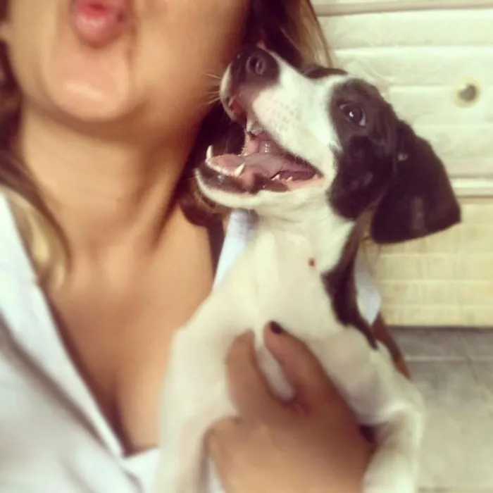 Cachorro ra a Fox com Pinscher idade 2 anos nome Chong