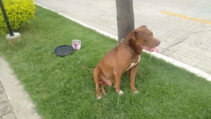 Cachorro ra a Pit Bull idade 4 anos nome Pit bull