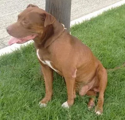 Cachorro ra a Pit Bull idade 4 anos nome Pit bull