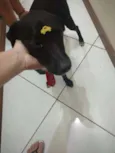 Pulgão