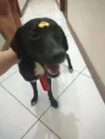 Pulgão