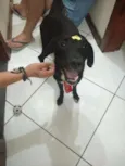 Pulgão