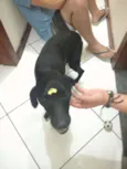 Pulgão