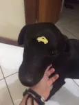 Pulgão
