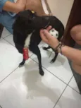 Pulgão
