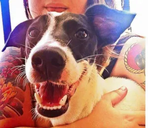 Cachorro raça Fox com Pinscher idade 2 anos nome Chong