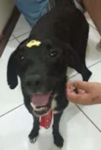 Pulgão