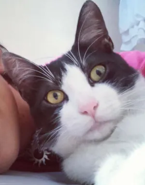 Gato raça Sem raça definida idade 7 a 11 meses nome Bolota