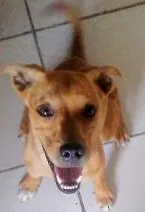 Cachorro raça  idade 7 a 11 meses nome Shaylom