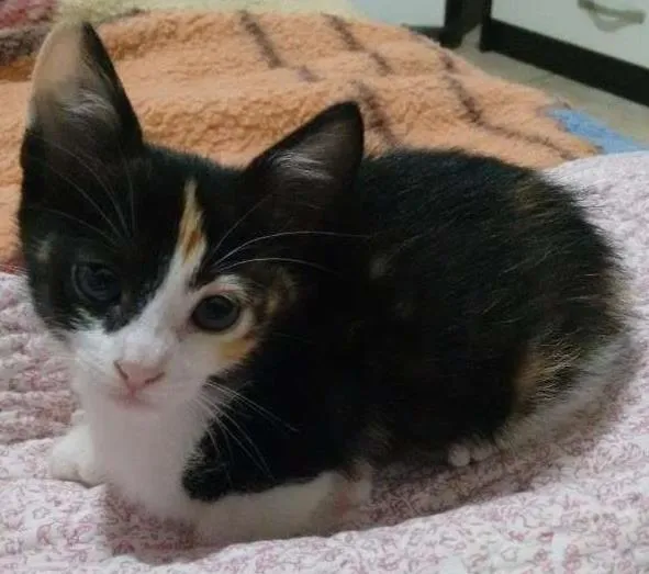 Gato ra a SRD idade Abaixo de 2 meses nome Cherry