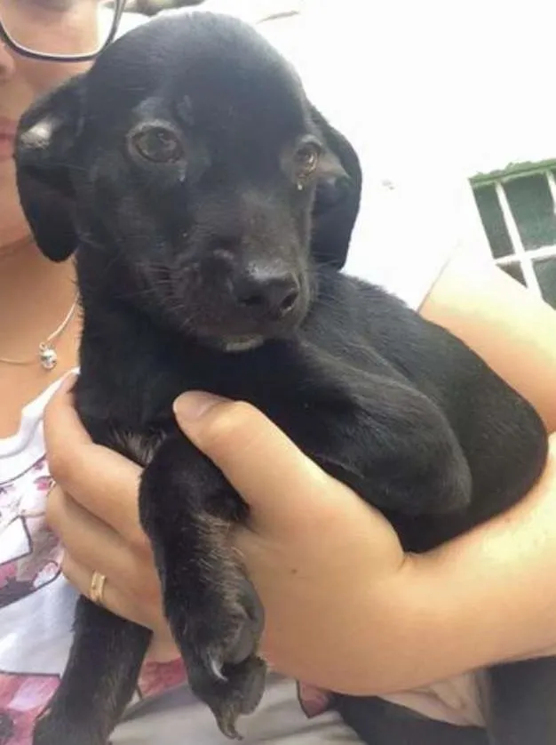 Cachorro ra a SRD idade 2 a 6 meses nome sem nome