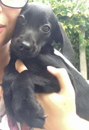 Cachorro raça SRD idade 2 a 6 meses nome sem nome