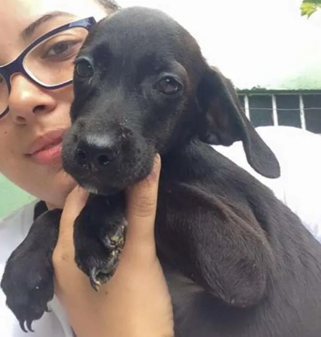 Cachorro ra a srd idade 2 a 6 meses nome sem nome