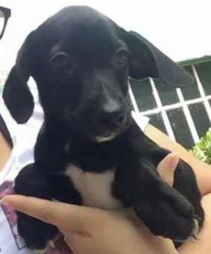 Cachorro raça SRD idade 2 a 6 meses nome sem nome