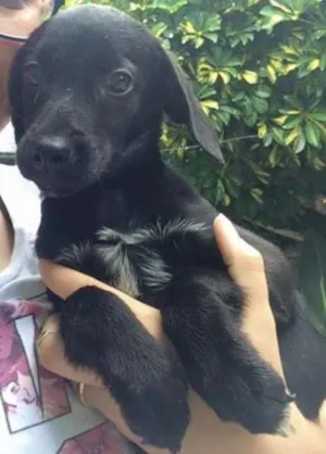 Cachorro raça SRD idade 2 a 6 meses nome Sem nome