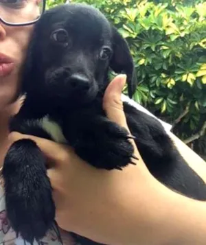 Cachorro raça SRD idade 2 a 6 meses nome Sem nome