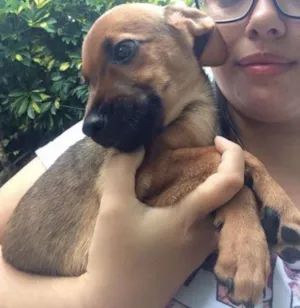 Cachorro raça SRD idade 2 a 6 meses nome Sem nome