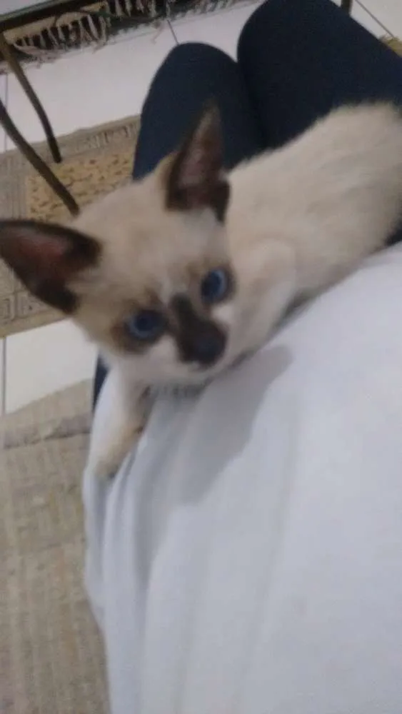 Gato ra a Siamês idade 2 a 6 meses nome Leco