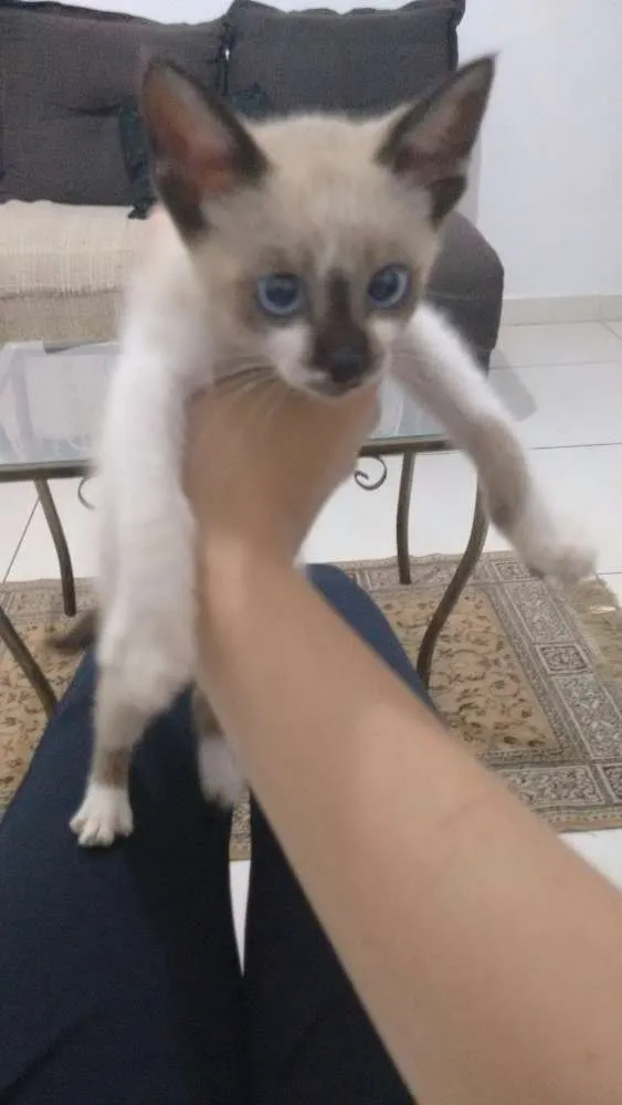 Gato ra a Siamês idade 2 a 6 meses nome Leco