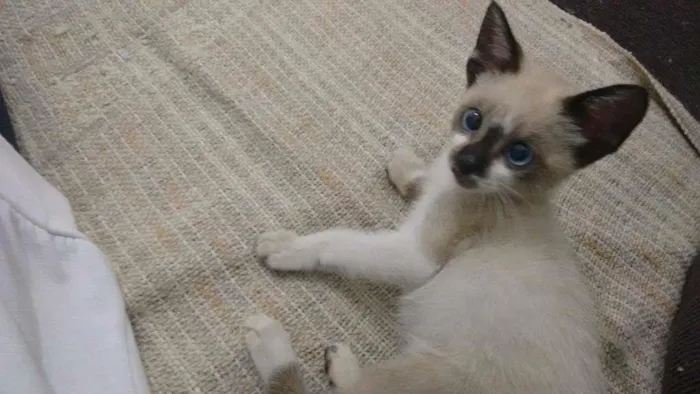 Gato ra a Siamês idade 2 a 6 meses nome Leco