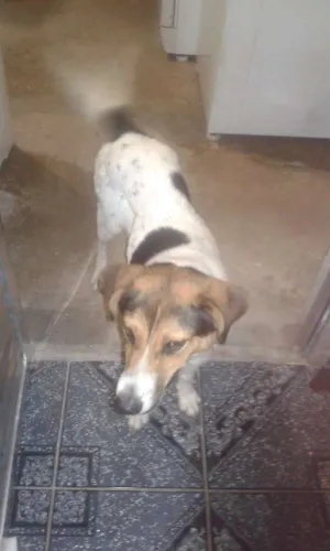 Cachorro raça  idade 7 a 11 meses nome kika